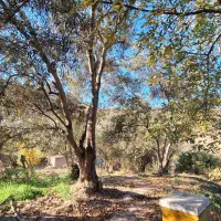 خانه باغ|فروش خانه و ویلا|توتکابن, |دیوار