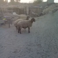 دوعدد گوشفند|حیوانات مزرعه|صالح آباد (ایلام), |دیوار