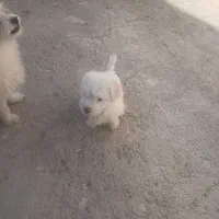 توله سگ پاکوتاه|سگ|زنجان, |دیوار