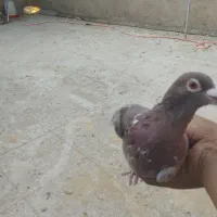 کبوتر|پرنده|سبزوار, قلعه‌نو دهزار|دیوار