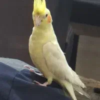 پرنده گمشده