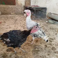 بوقلمون نر و ماده