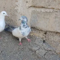 با سلام جفت کبوتر پریشی ضمانتی