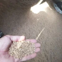 گندم تمیز