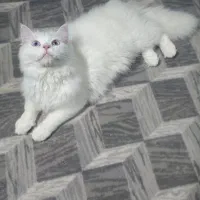 گربه نر پنج ماهه