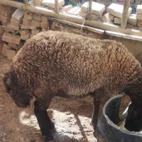 قوچ بره قوچی شیشک گوسفند