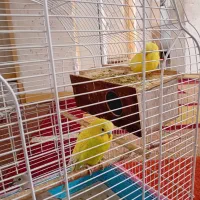 پرنده مرغ عشق