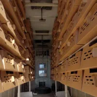 فروش جوجه بوقلمون یک روزه بوقلمون بیوتی ۶