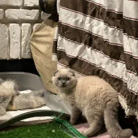 گربه اسکاتیش نر سیلور