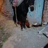 اسب اخته|اسب و تجهیزات اسب‌سواری|طالقان, |دیوار