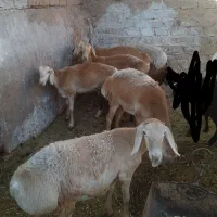پنج تاکاوردرجه یک