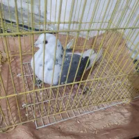 کفتر دو کت سیاه