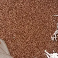 بذر گندم اصلاح شده|خدمات باغبانی و درختکاری|نهاوند, |دیوار