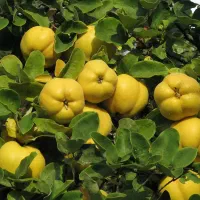 فروش نهال به اصفهان ، رقم تجاری و بازارپسند