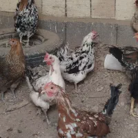 مرغ و خروس گلین لری