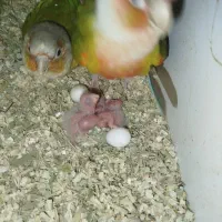 معاوضه دوجفت،گرینچگ،با جوجه،فول آپشن