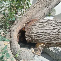 خرید چوب|خدمات باغبانی و درختکاری|کرج, کمالشهر|دیوار