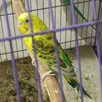 مرغ عشق|پرنده|مشهد, الهیه|دیوار