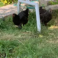 مرغ و خروس برهما وارداتی|حیوانات مزرعه|کلیبر, |دیوار