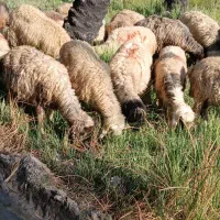 شیشک میش داشتی بره داروآبستن|حیوانات مزرعه|جره و بالاده, |دیوار