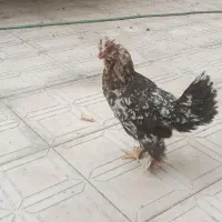 مرغ