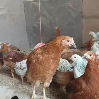 مرغ|حیوانات مزرعه|تاکستان, |دیوار