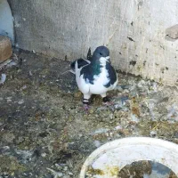 یک جفت شهری 700ت|پرنده|شیراز, احمدآباد|دیوار