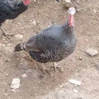 فروش بوقلمون در سایزهای مختلف