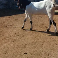 فروش بز|حیوانات مزرعه|سیمین شهر, |دیوار