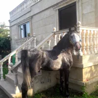 قره خان اسب کرد ۴ساله،آماده برای سواری