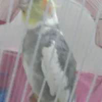 عروس هلندی نر