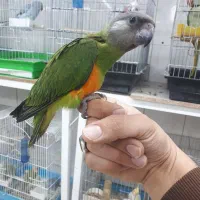 طوطی سنگال تازه دون خور