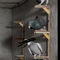 زاغ و سار دس پر سیاه آلمانی|پرنده|مشهد, امیریه|دیوار