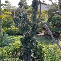 کاکتوس صخره ای سنگی