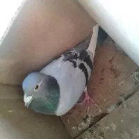 دوتانرپلاکی