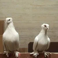 کبوتر|پرنده|تبریز, |دیوار