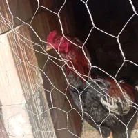 خروس لاری|حیوانات مزرعه|مینودشت, |دیوار