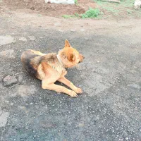 سگ ژرمن|سگ|الوند, |دیوار