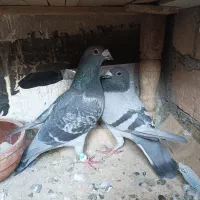 کبوتر پلاکی مسافتی