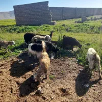 بز چپیش بره میش تی بز