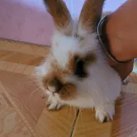 خرگوش|موش و خرگوش|بوشهر, |دیوار