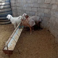 بره فروشی|حیوانات مزرعه|زیرکوه, |دیوار