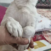 توله شی واوا  نر|سگ|فولادشهر, C5|دیوار