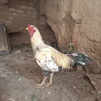 خروس لاری