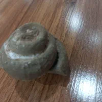 فسیل حلزون ما قبل تاریخ