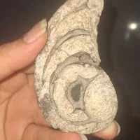 فسیل سالم