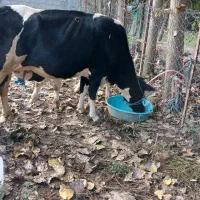 گاو شیری با گوساله نر|حیوانات مزرعه|شاندرمن, |دیوار