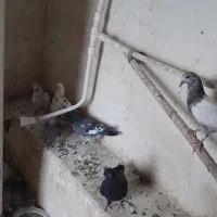 کبوتر|پرنده|شاهین دژ, |دیوار