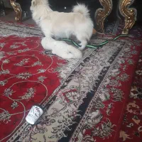 سگ خونگی|سگ|شوشتر, |دیوار