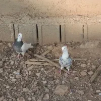 کبوتر در کبوتر|پرنده|شیراز, شهرک استقلال|دیوار